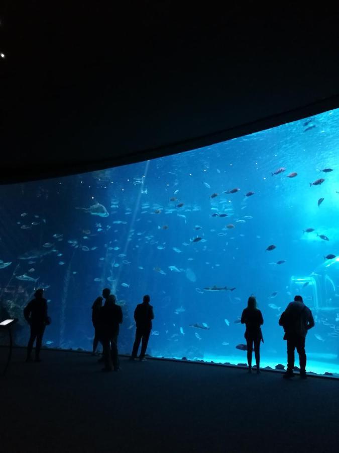 Las Canteras Aquarium 大加那利岛拉斯帕尔马斯 外观 照片