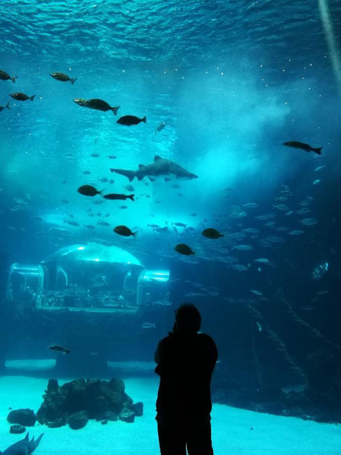 Las Canteras Aquarium 大加那利岛拉斯帕尔马斯 外观 照片