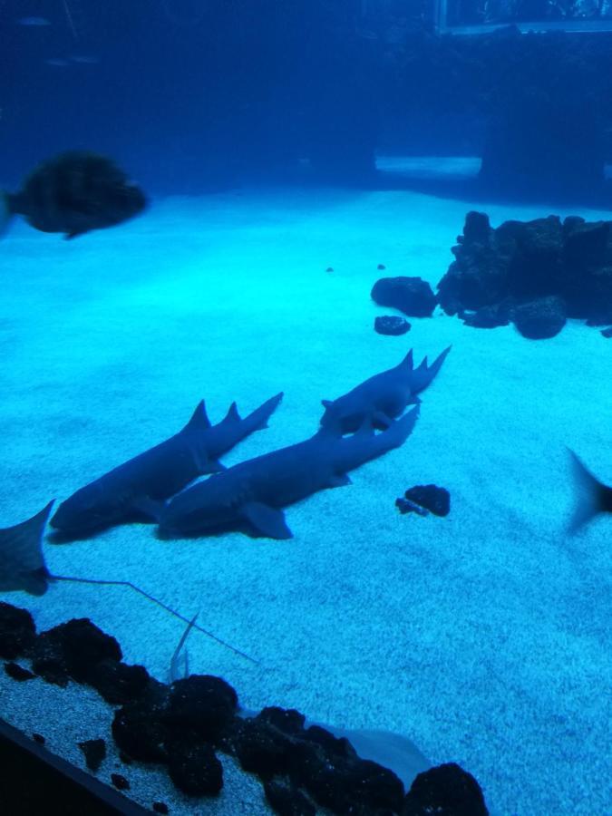 Las Canteras Aquarium 大加那利岛拉斯帕尔马斯 外观 照片